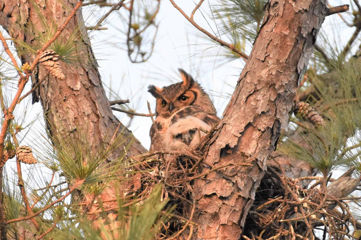 Great Horned Owl - ML318337841