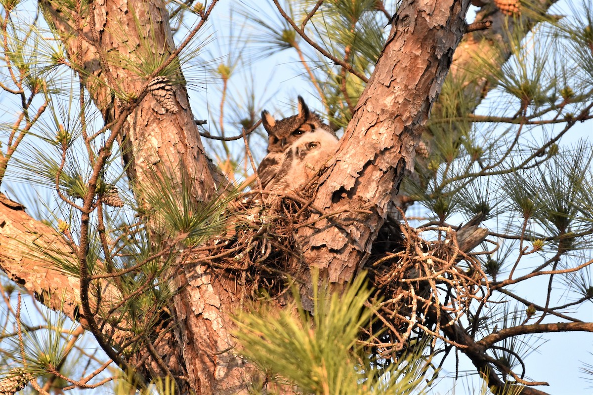 Great Horned Owl - ML318337921