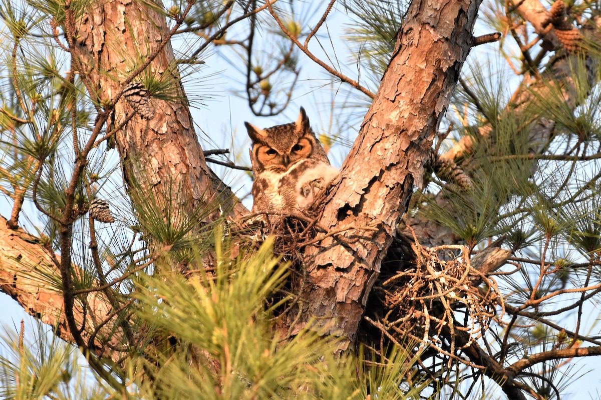 Great Horned Owl - ML318337941
