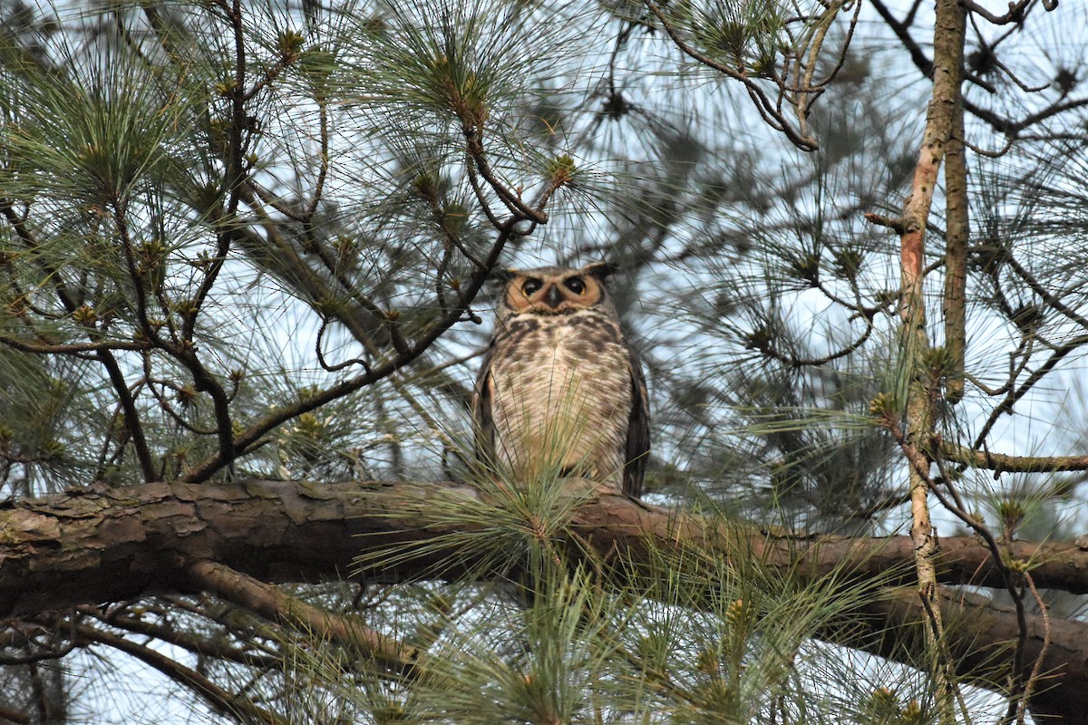 Great Horned Owl - ML318338001