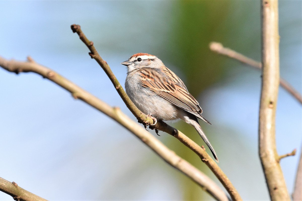 Chipping Sparrow - ML318338031