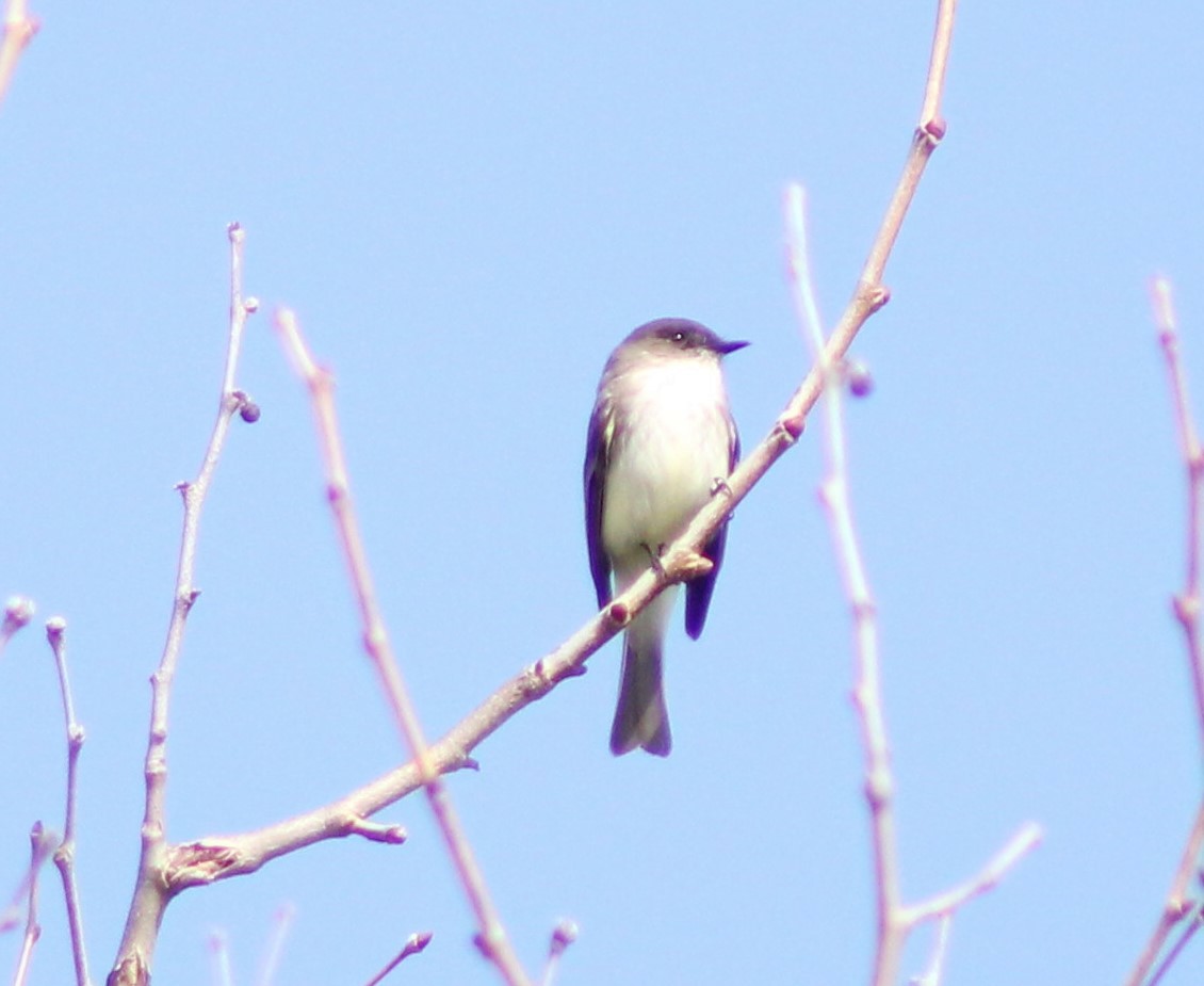 Eastern Phoebe - ML318339161