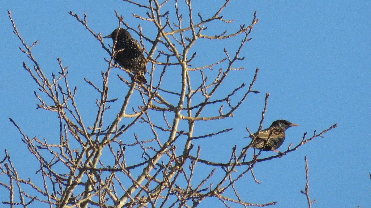 European Starling - ML318339261