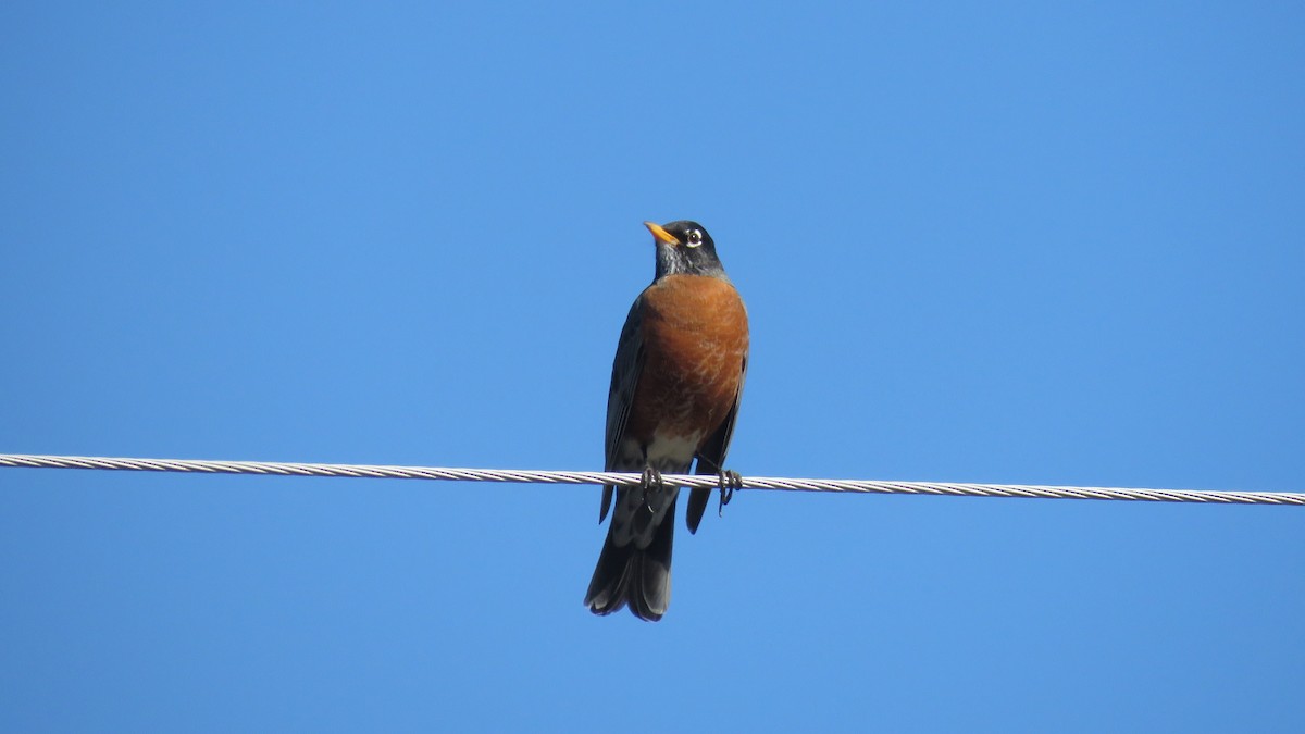 American Robin - ML318339501