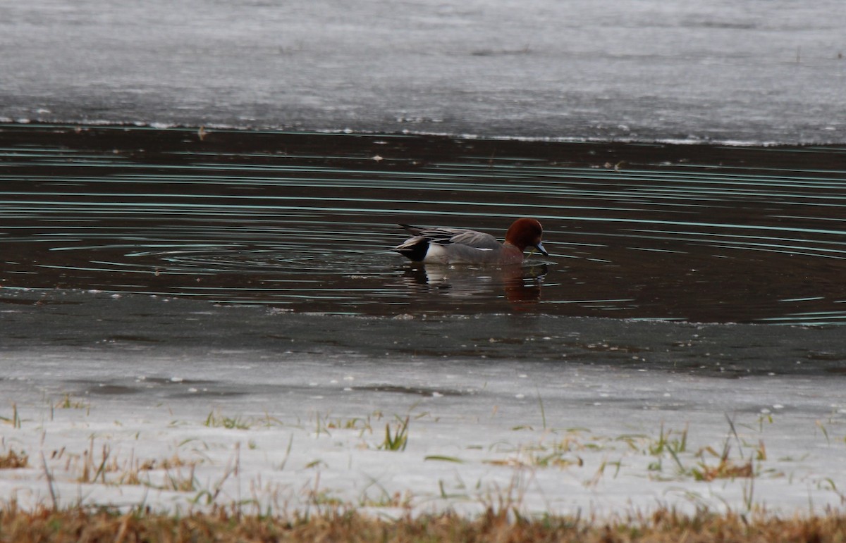 Eurasian Wigeon - Tonette McEwan