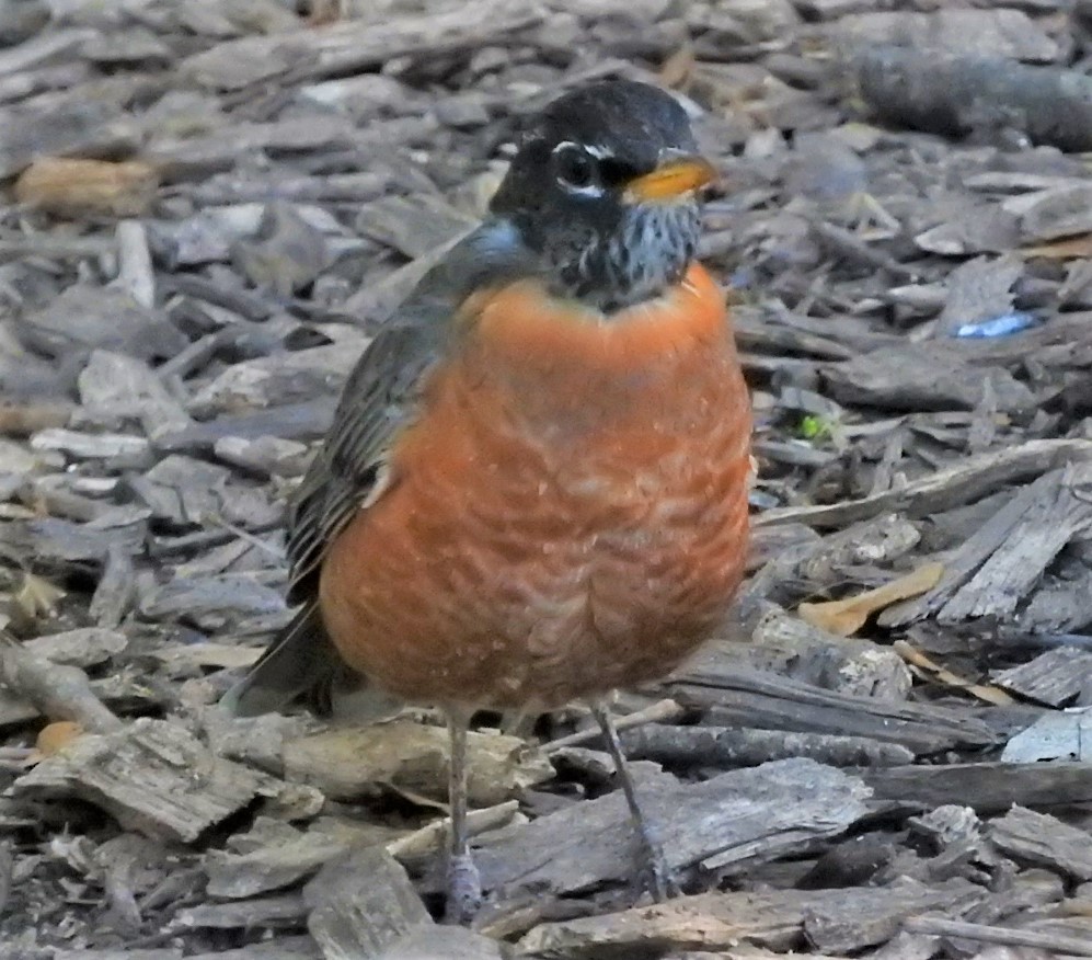 American Robin - ML318340781