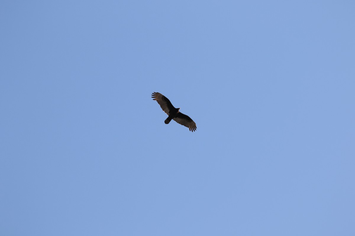 Turkey Vulture - ML318344371