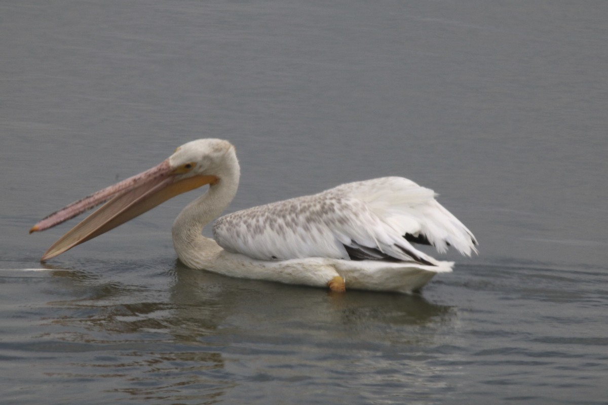 American White Pelican - David Marjamaa