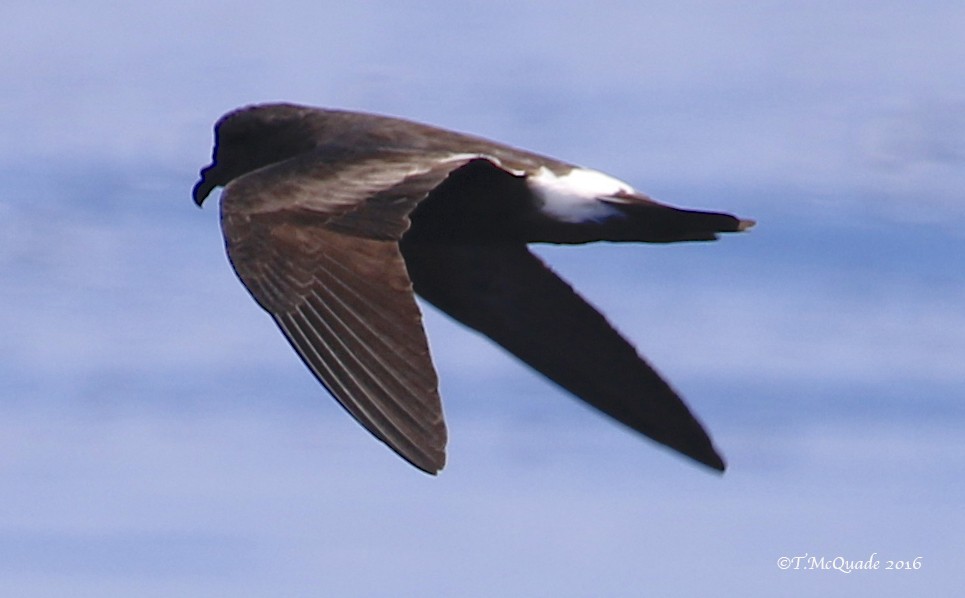 Band-rumped Storm-Petrel - Tammy McQuade