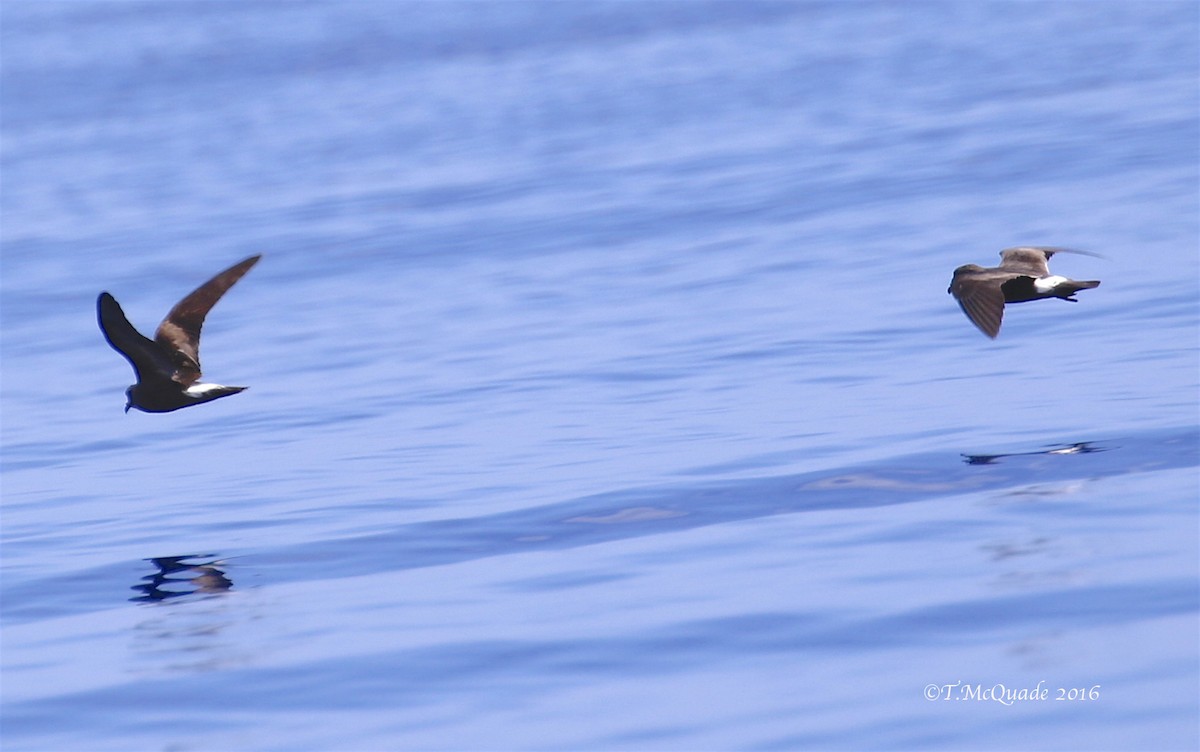 Band-rumped Storm-Petrel - ML31834851