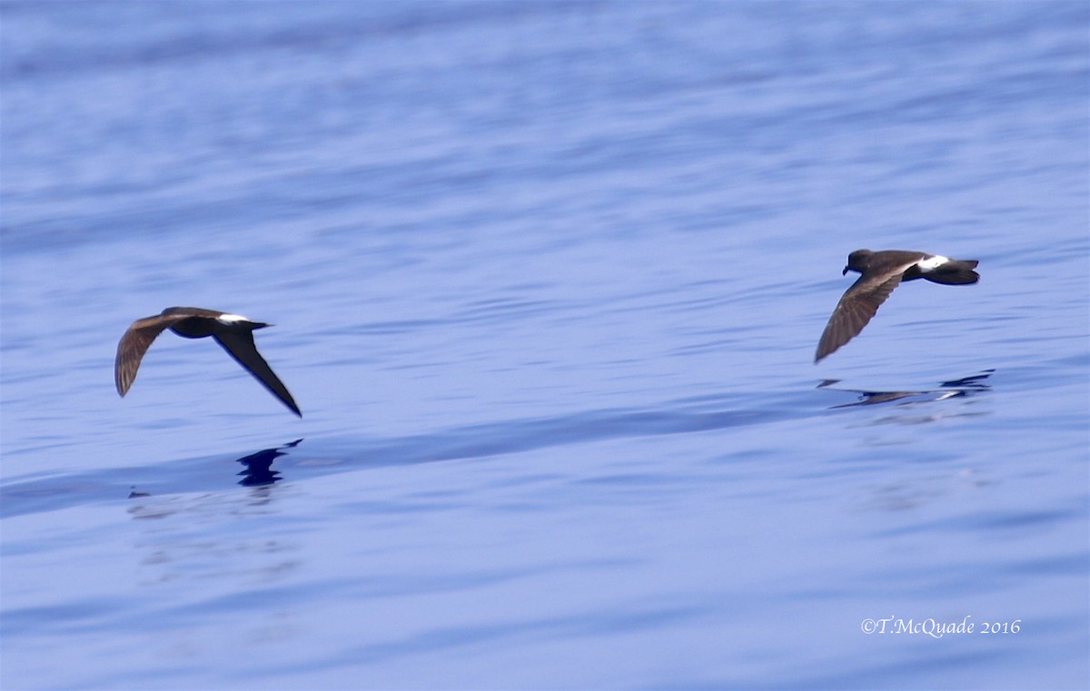 Band-rumped Storm-Petrel - ML31834881