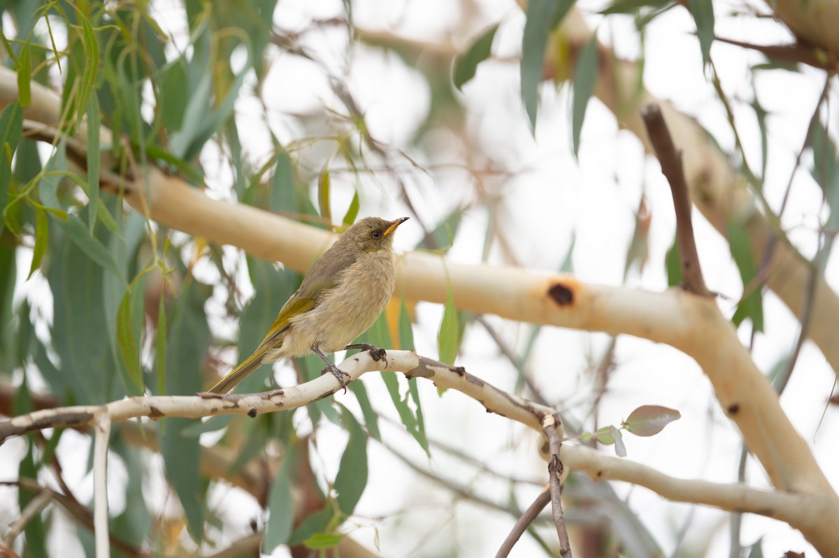 Fuscous Honeyeater - ML318349161