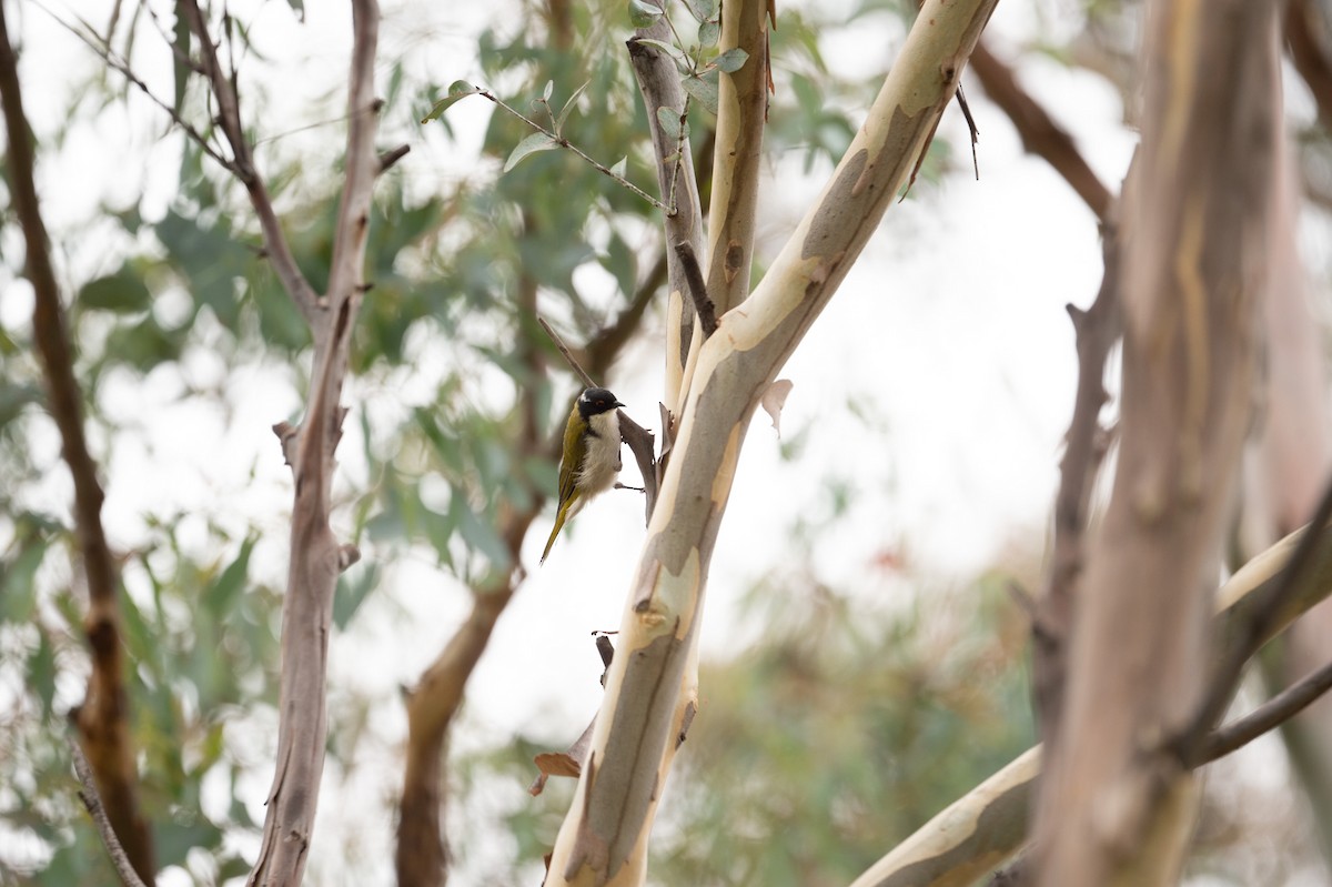 White-naped Honeyeater - ML318349311