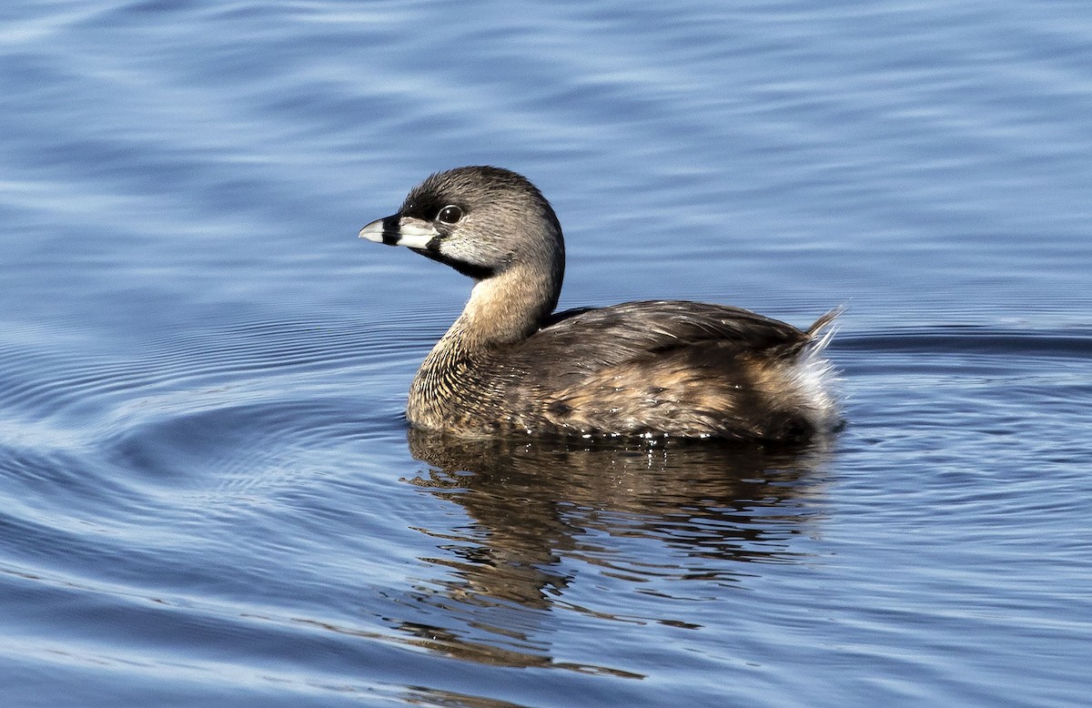 Pied-billed Grebe - ML318351571