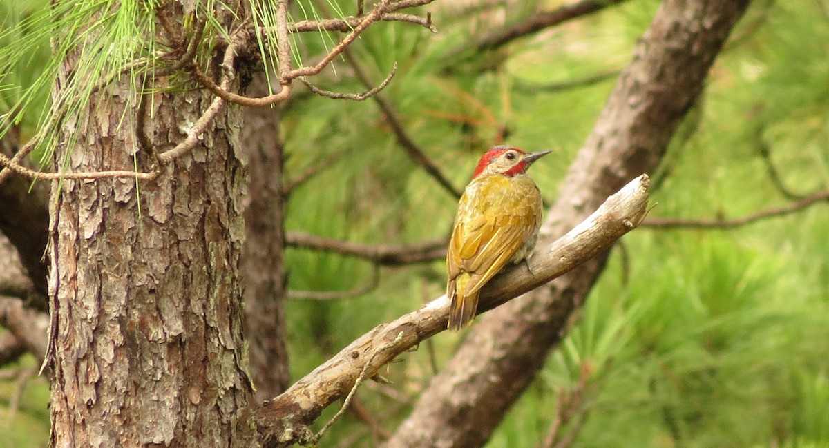 Golden-olive Woodpecker - ML31835231