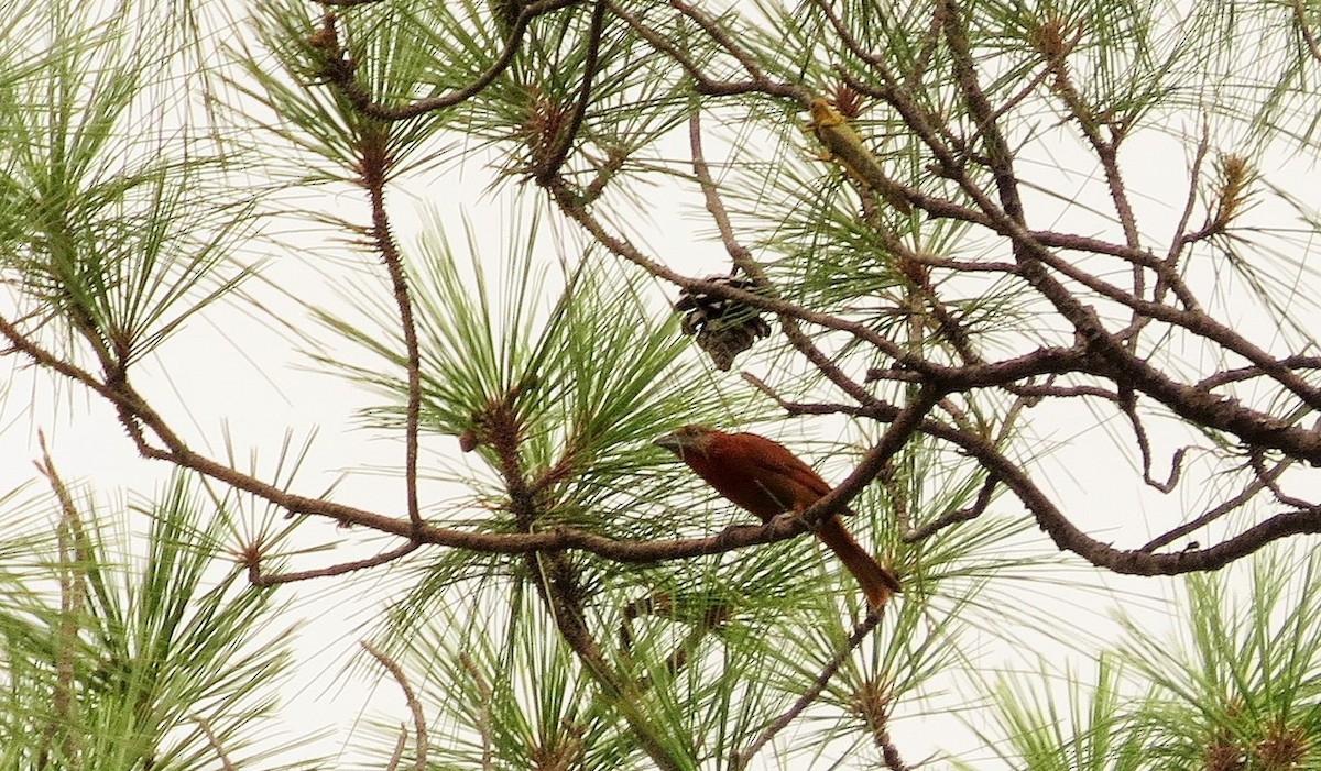 Hepatic Tanager - ML31835311