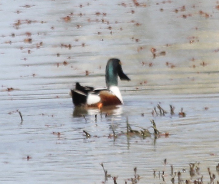 Northern Shoveler - David Brotherton, cc