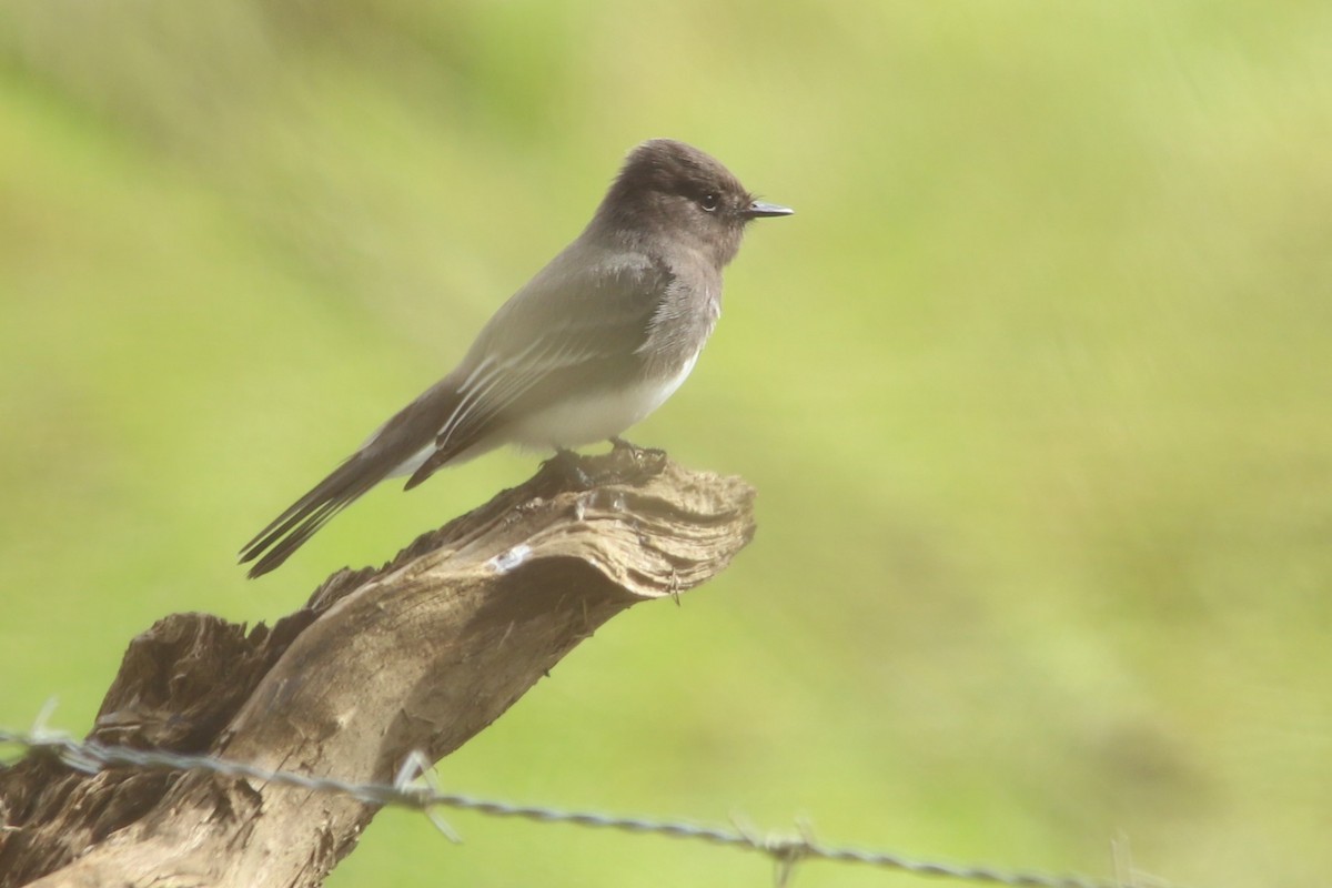 Black Phoebe - Grace Thornton