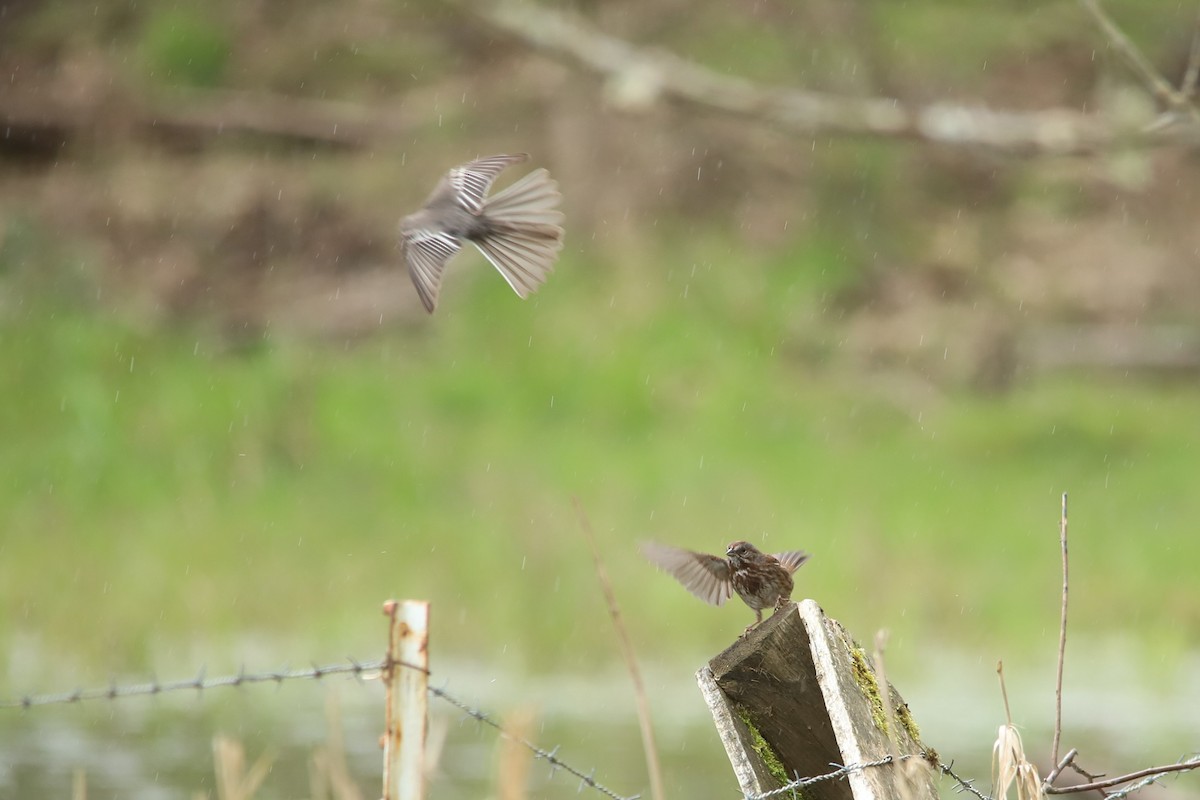 Black Phoebe - Grace Thornton