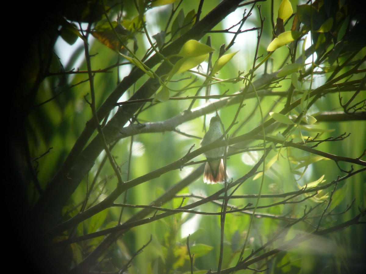 Olive-spotted Hummingbird - ML318355591