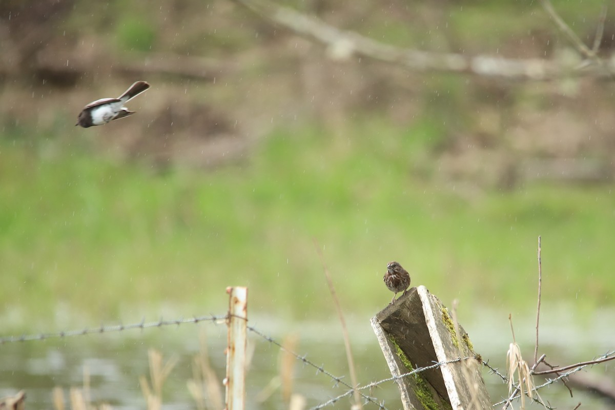 Black Phoebe - Grace Thornton