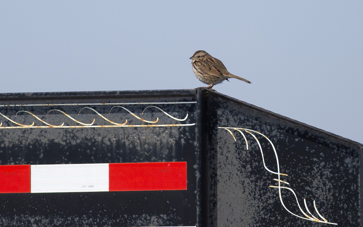 Song Sparrow - Alex Eberts