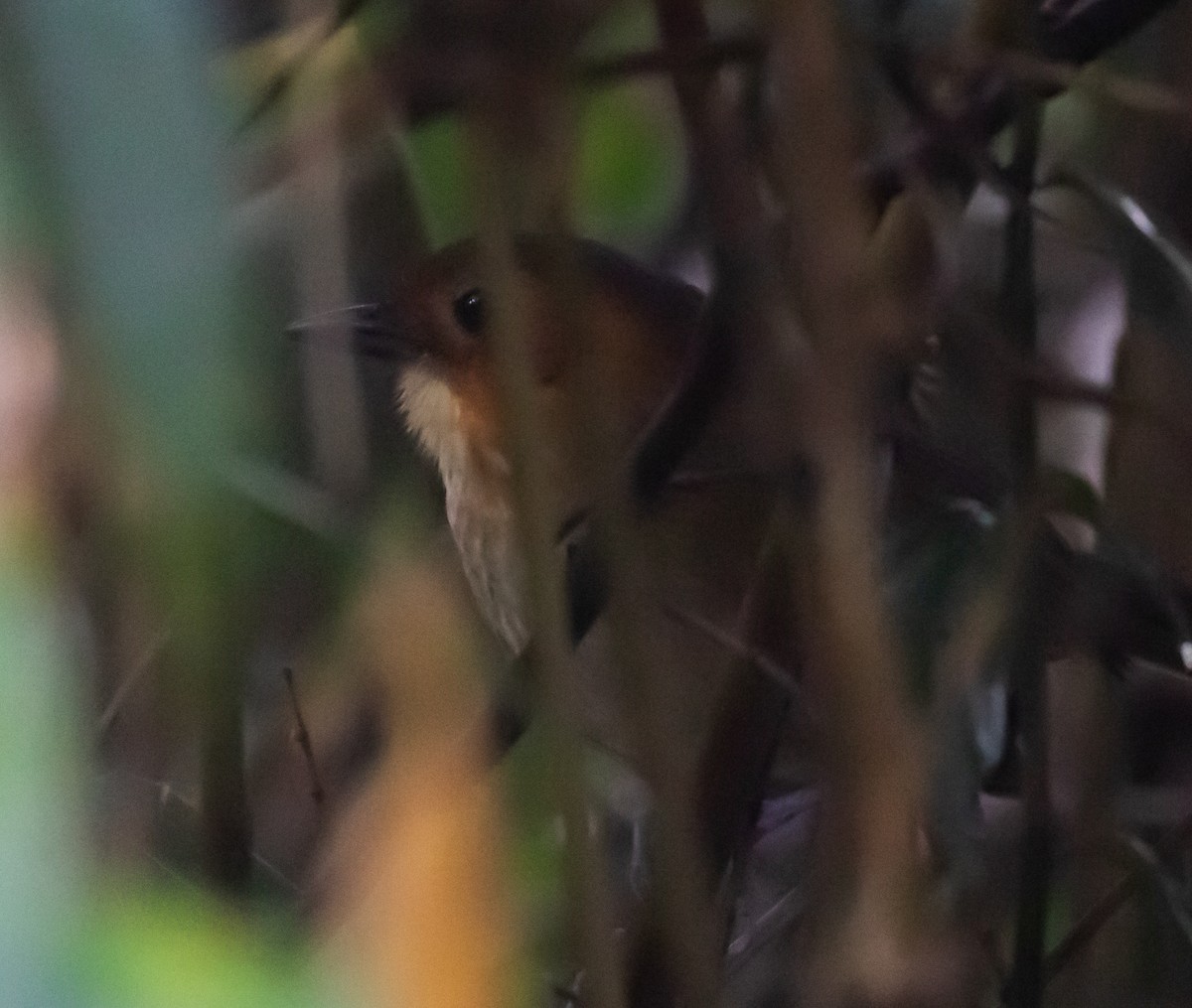 Rufous-faced Antpitta - Ron Hoff Dollyann Myers