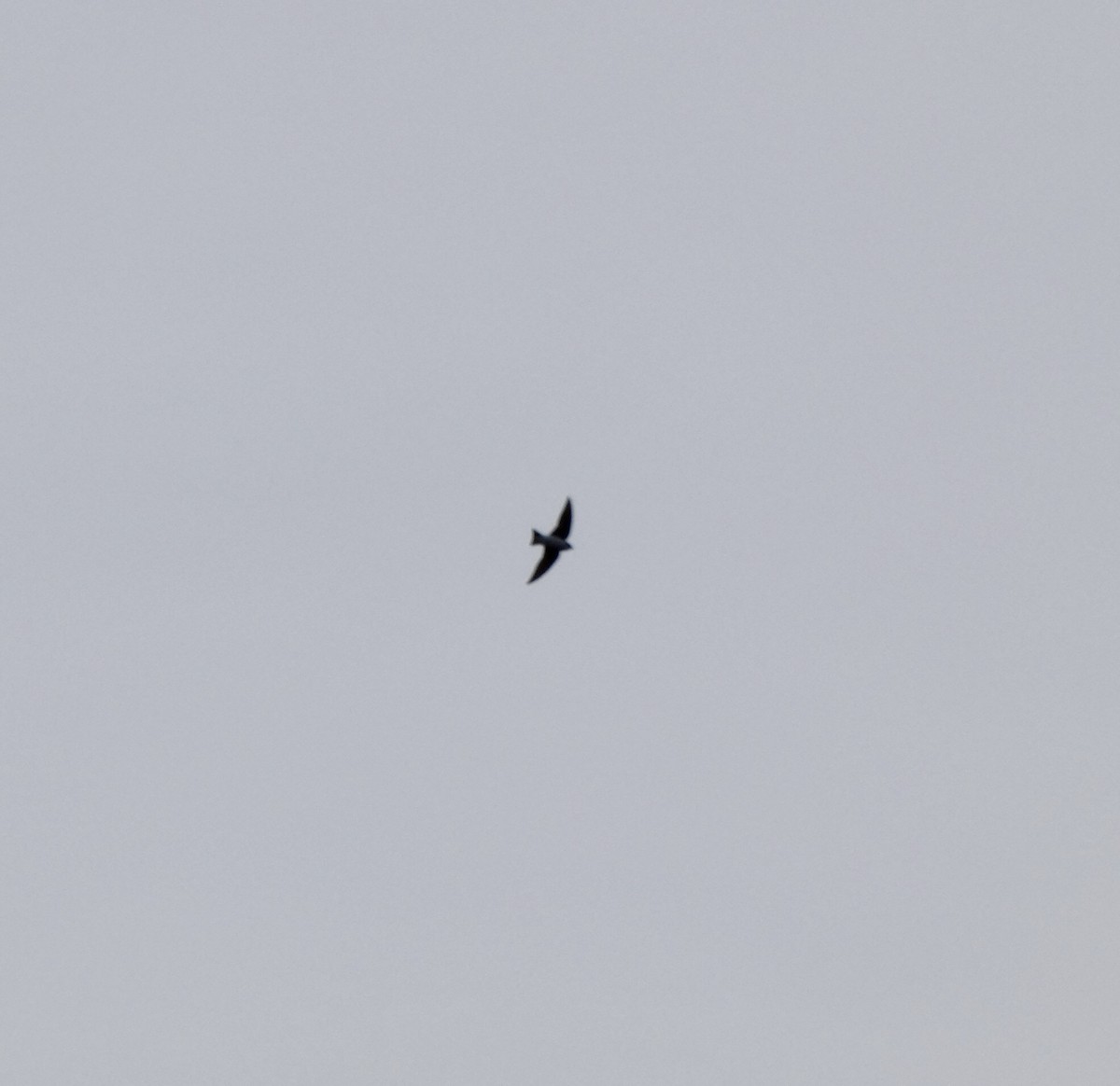Tree Swallow - ML318361611