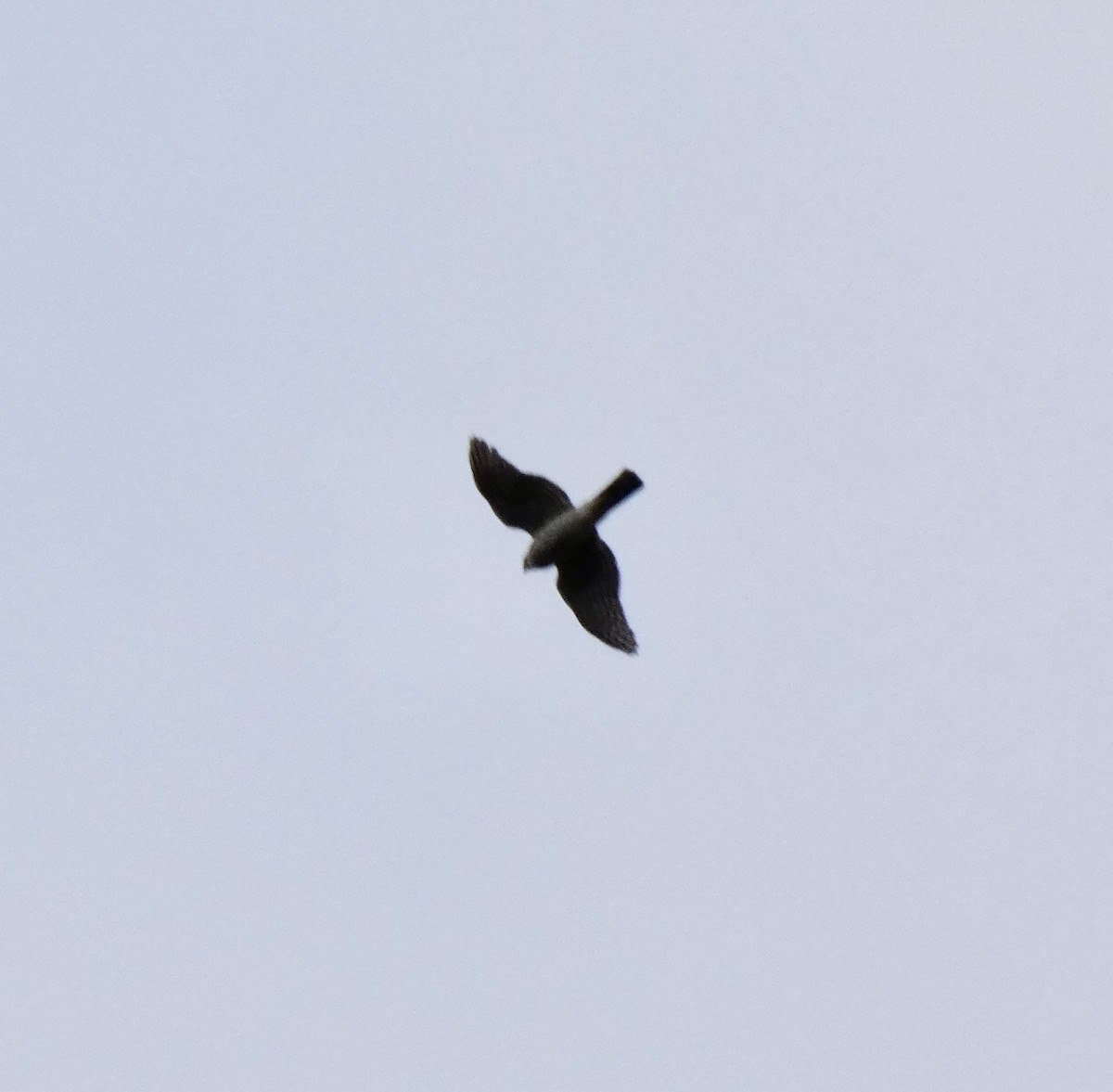 Sharp-shinned Hawk - ML318361841