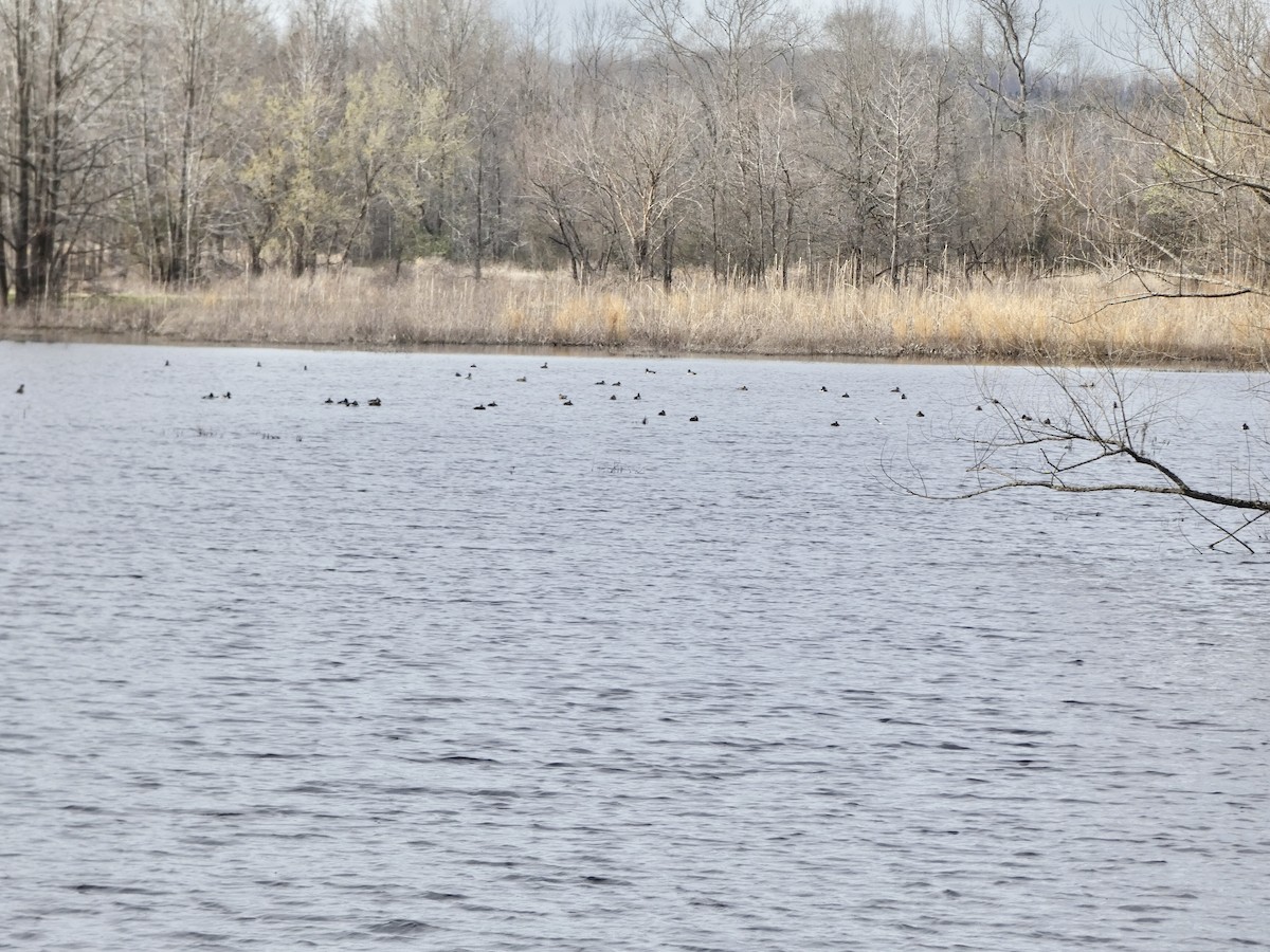 Ring-necked Duck - Noah Rokoske