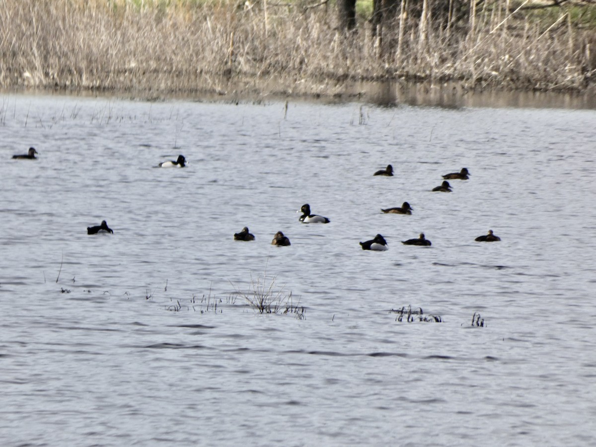 Ring-necked Duck - Noah Rokoske