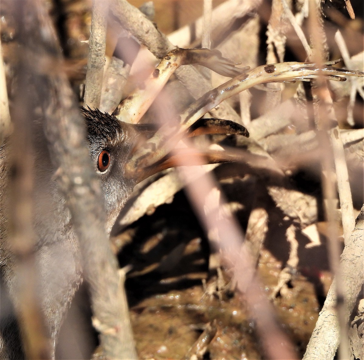 Clapper Rail - ML318363211