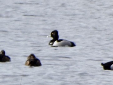 Ring-necked Duck - ML318363271