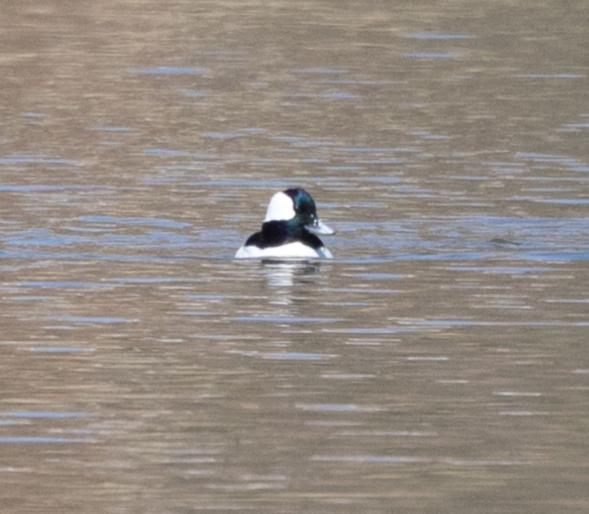 Bufflehead - ML318364481