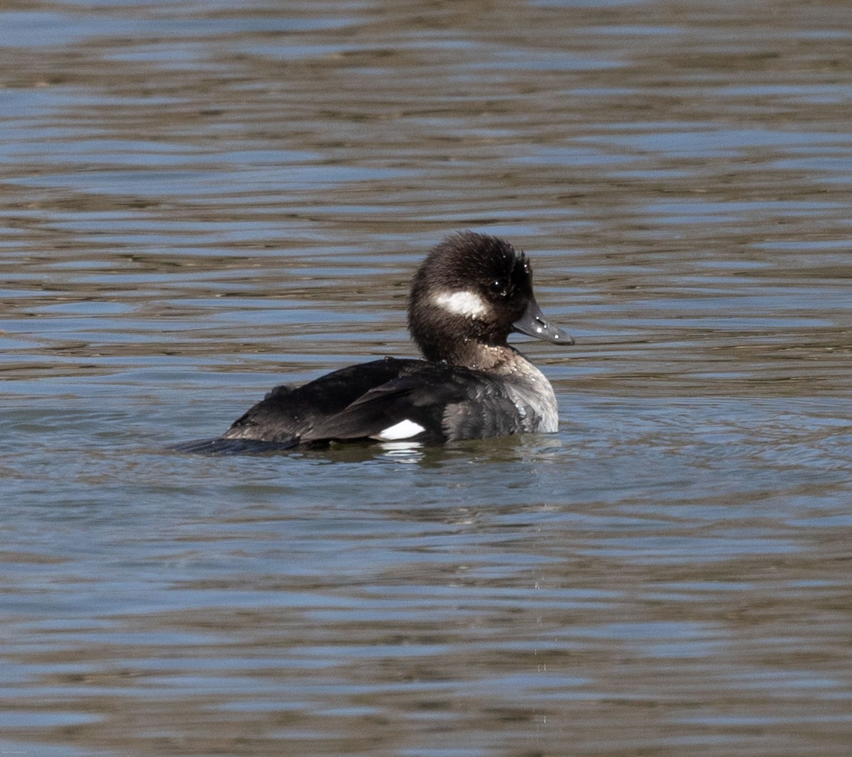 Bufflehead - ML318364501