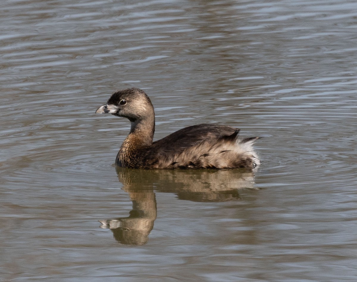 Pied-billed Grebe - ML318364631