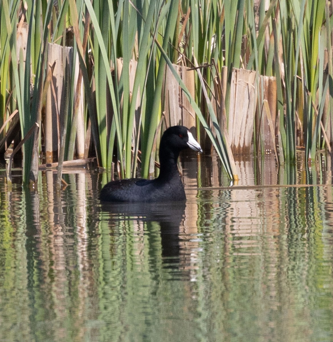 American Coot - ML318364661