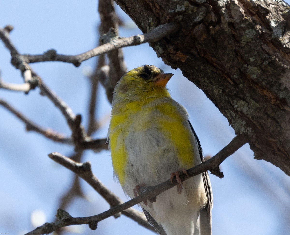 American Goldfinch - ML318365221