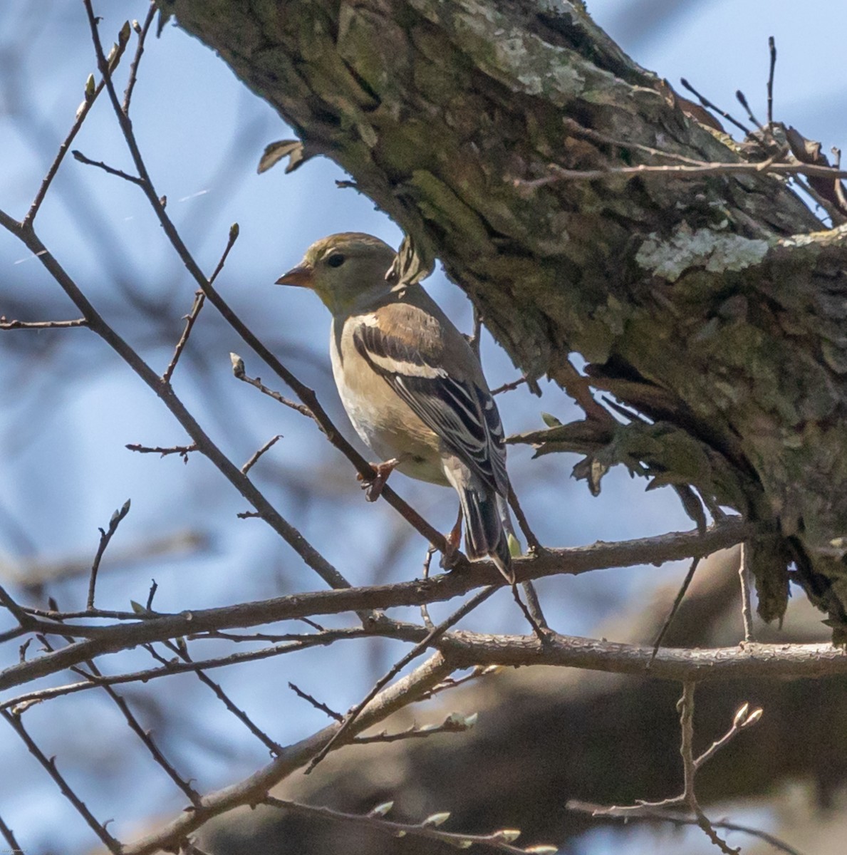 American Goldfinch - ML318365251