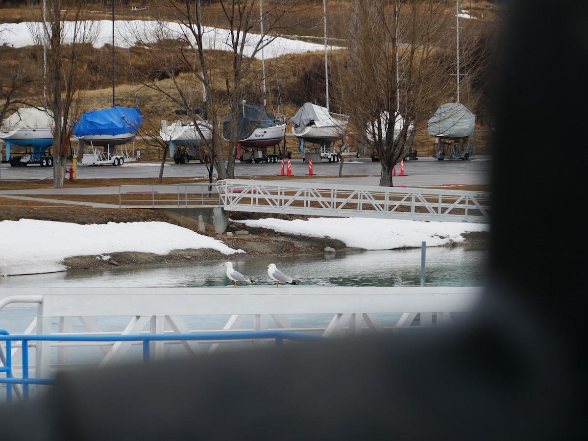 Ring-billed Gull - ML318365271