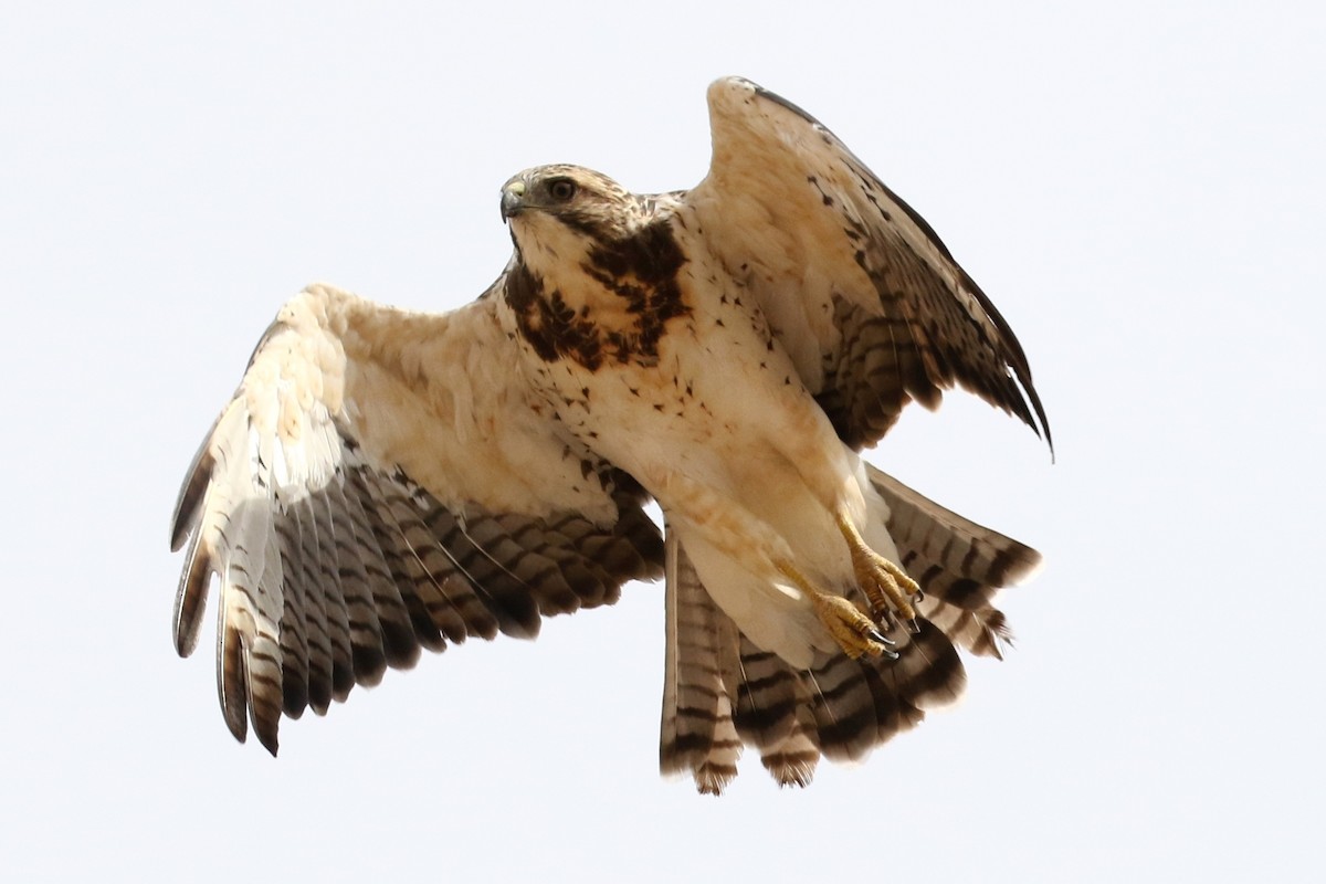 Swainson's Hawk - ML31836571