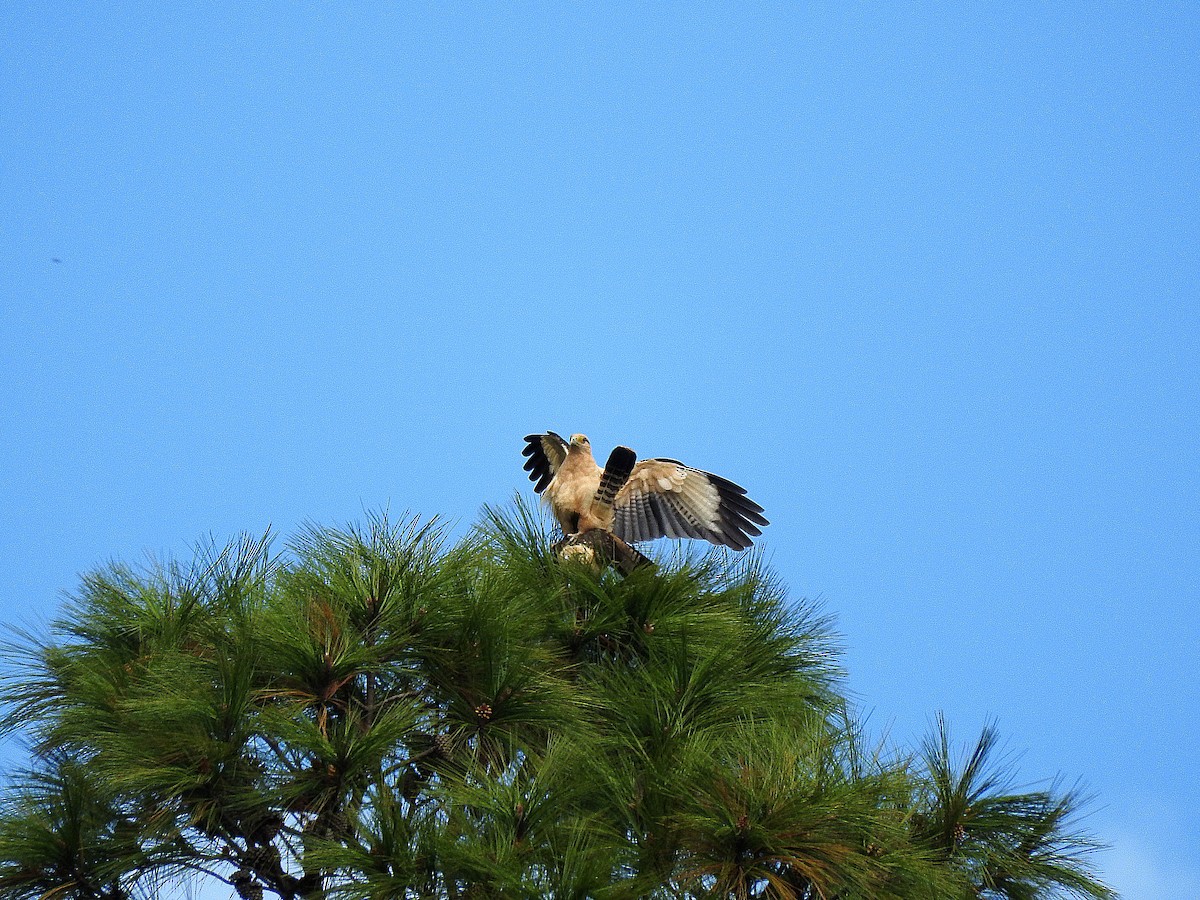 Yellow-headed Caracara - ML318366091