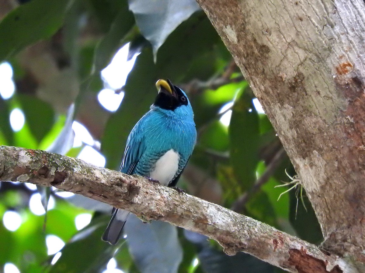 Swallow Tanager - ML318366801