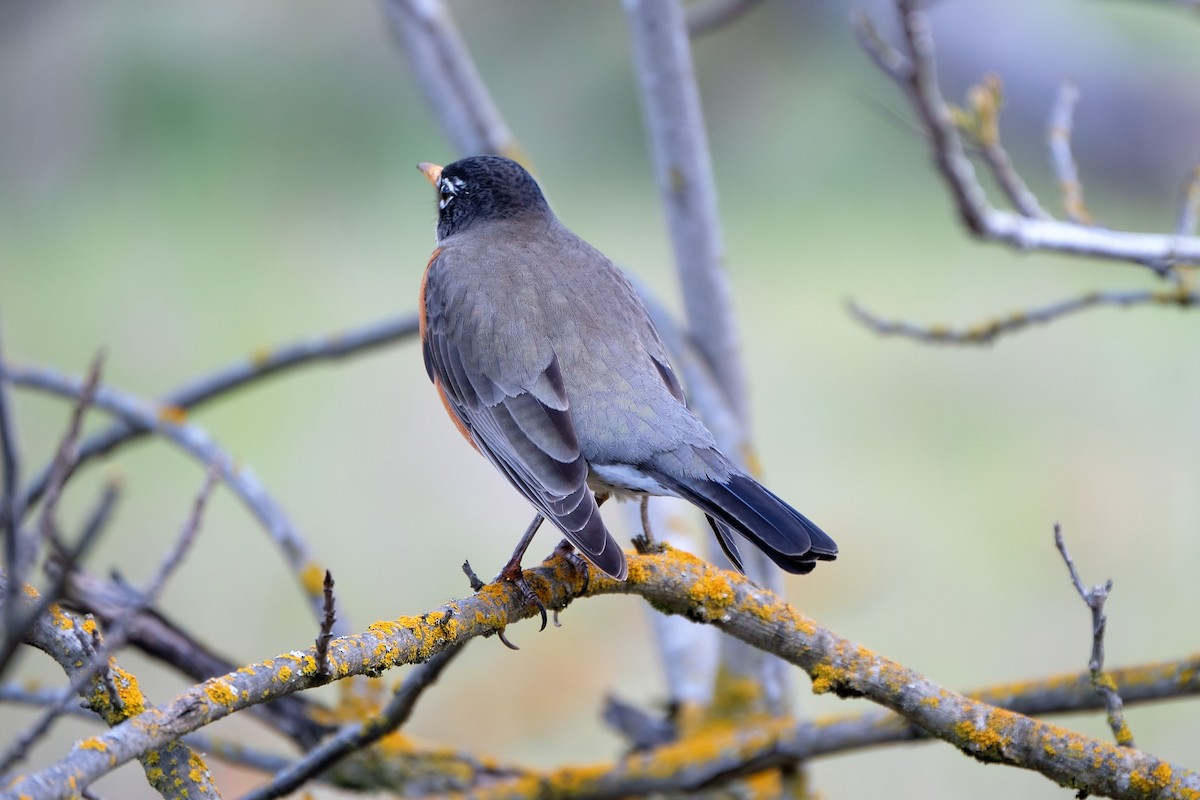 American Robin - ML318367251