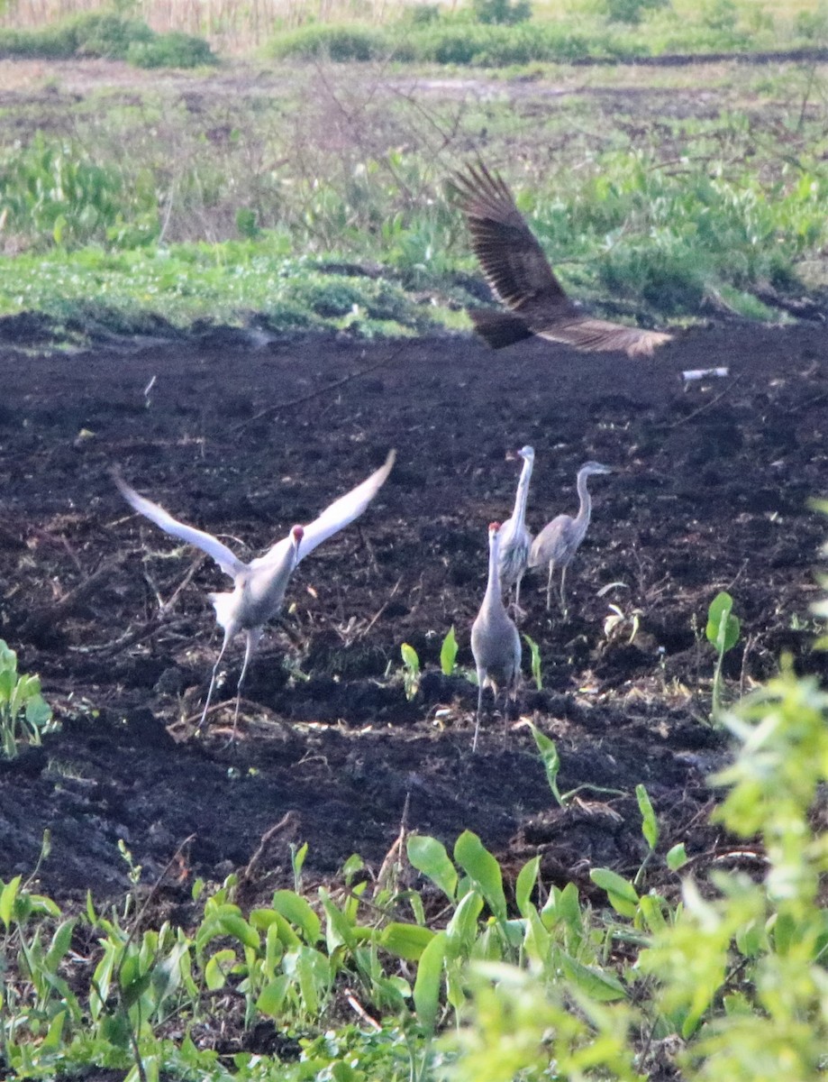 Sandhill Crane - ML318367831
