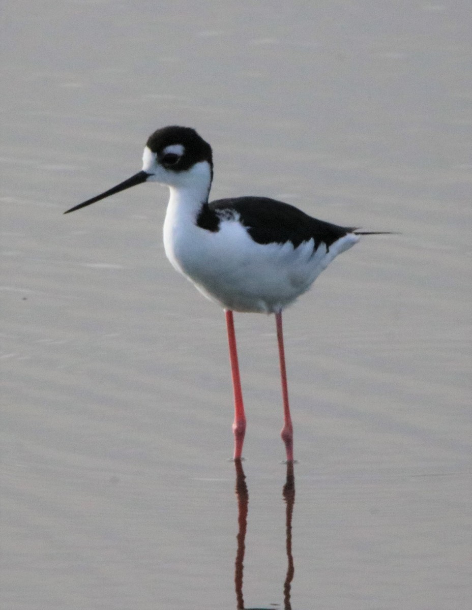 Black-necked Stilt - ML318368071