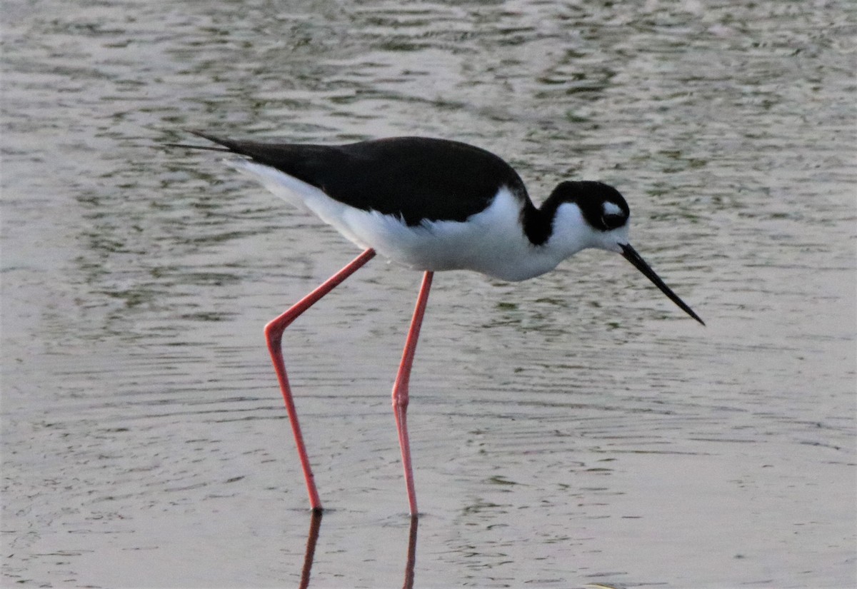 Black-necked Stilt - ML318368091