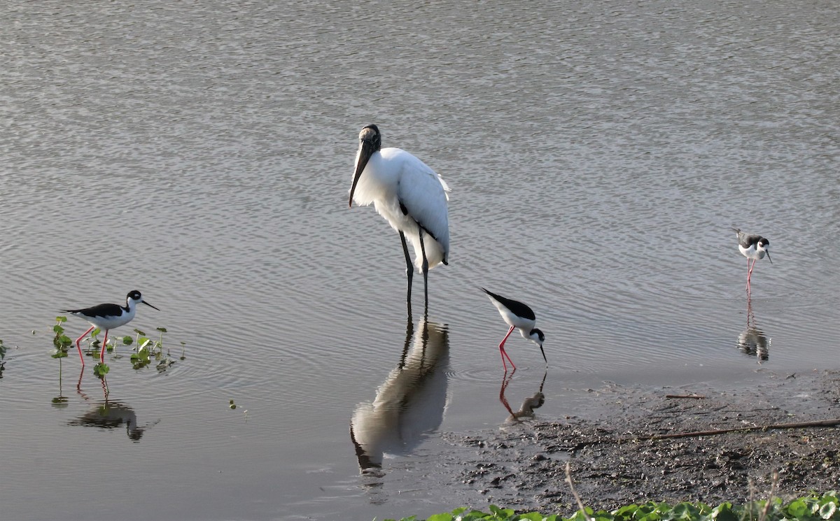 Black-necked Stilt - ML318368111