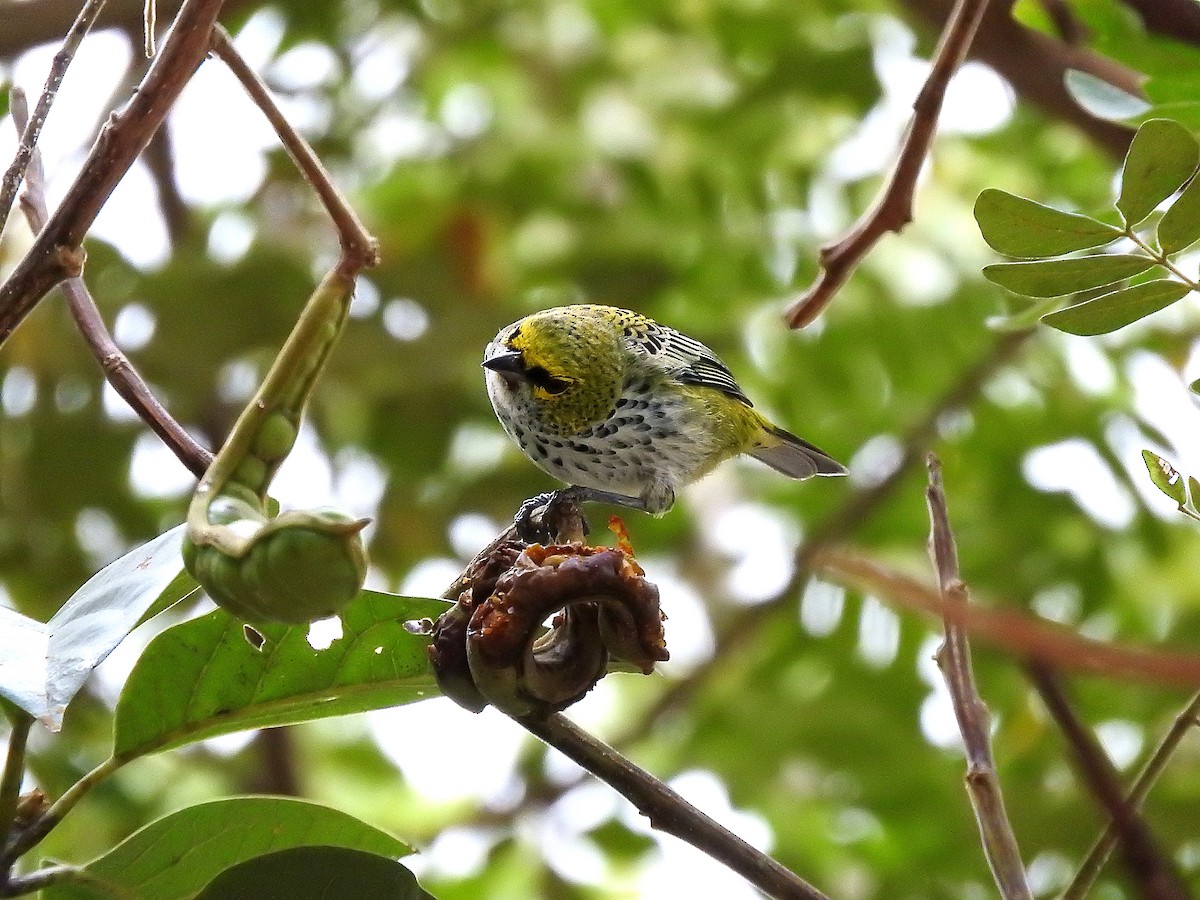 Speckled Tanager - ML318368391