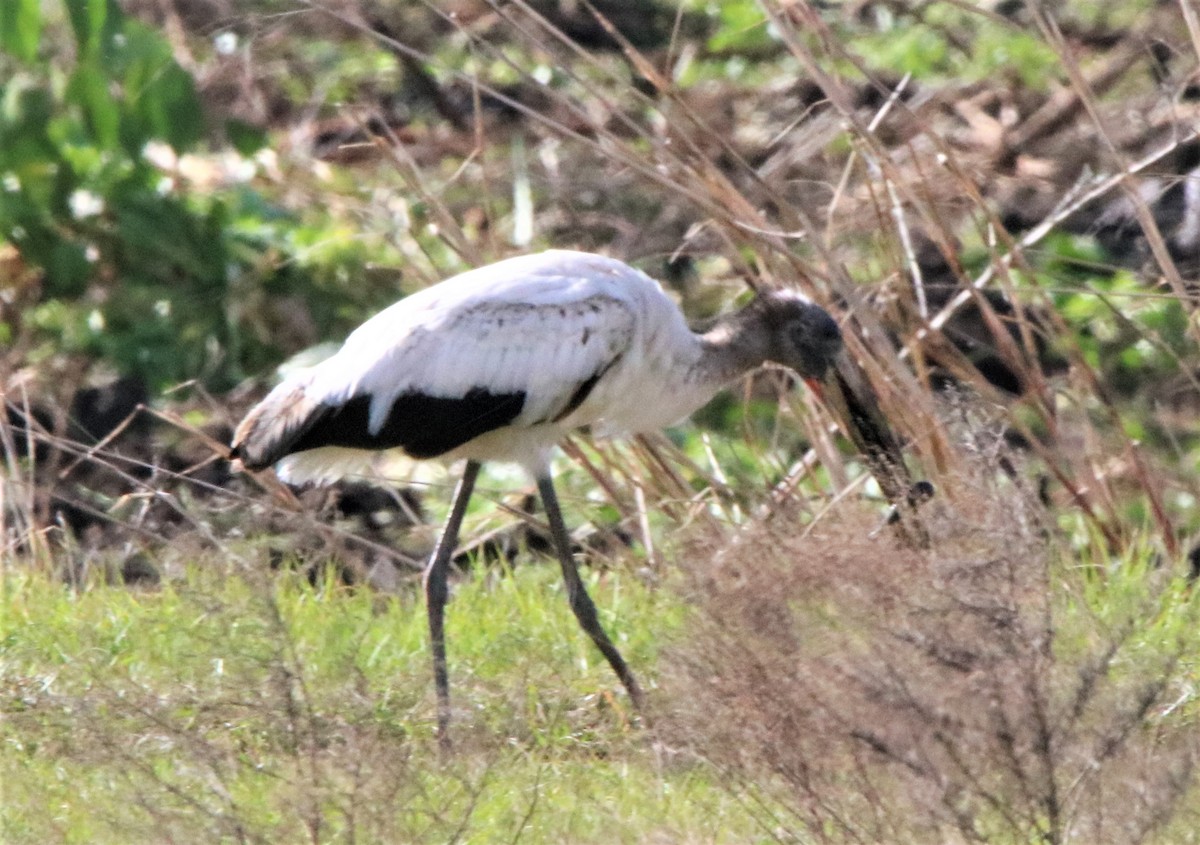 Wood Stork - ML318368431